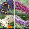 Buddleja 