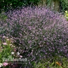 Buddleja 