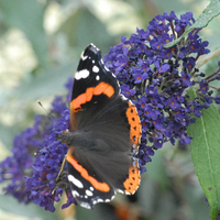 Buddleja 