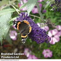 Buddleja 