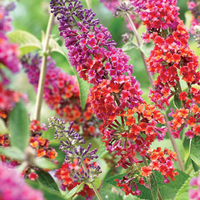 Buddleja 