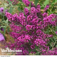Buddleja 