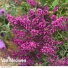 Buddleja 