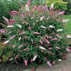 Buddleja 