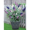 Buddleja 