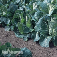Cabbage 
