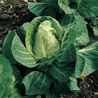Cabbage 