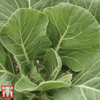Cabbage 