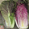 Cabbage chinese 