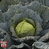 Cabbage 