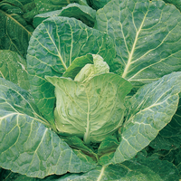 Cabbage 