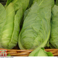 Cabbage 