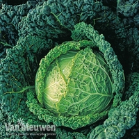 Cabbage 