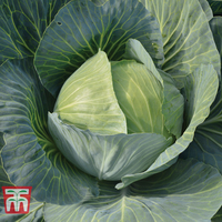 Cabbage 