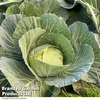 Cabbage 