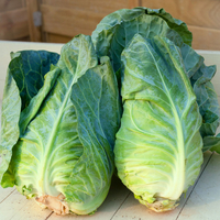 Cabbage 