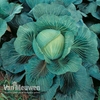Cabbage Kilaton