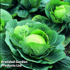 Cabbage 