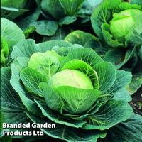 Cabbage 