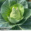 Cabbage 