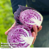 Cabbage 