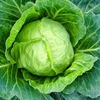 Cabbage 