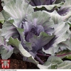 Cabbage 