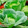 Cabbage Round Continuity Collection