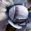 Cabbage 