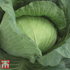 Cabbage 
