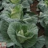 Cabbage 