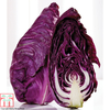 Cabbage 