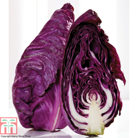 Cabbage 
