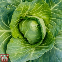 Cabbage 