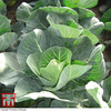 Cabbage 