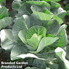 Cabbage 