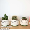 Cactus in Decorative Pot