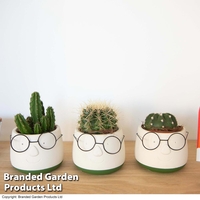 Cactus in Decorative Pot