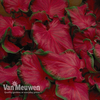 Caladium 