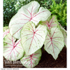 Caladium 