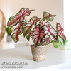 Caladium Heart to Heart® 