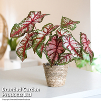 Caladium Heart to Heart® 
