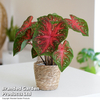 Caladium Heart to Heart® 