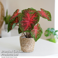 Caladium Heart to Heart® 