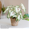 Caladium Heart to Heart® 