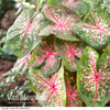 Caladium 