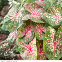 Caladium 