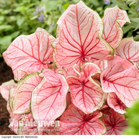 Caladium 