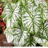 Caladium 