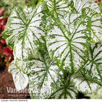 Caladium 